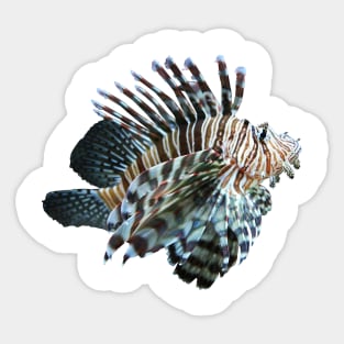 Lion Fish Sticker